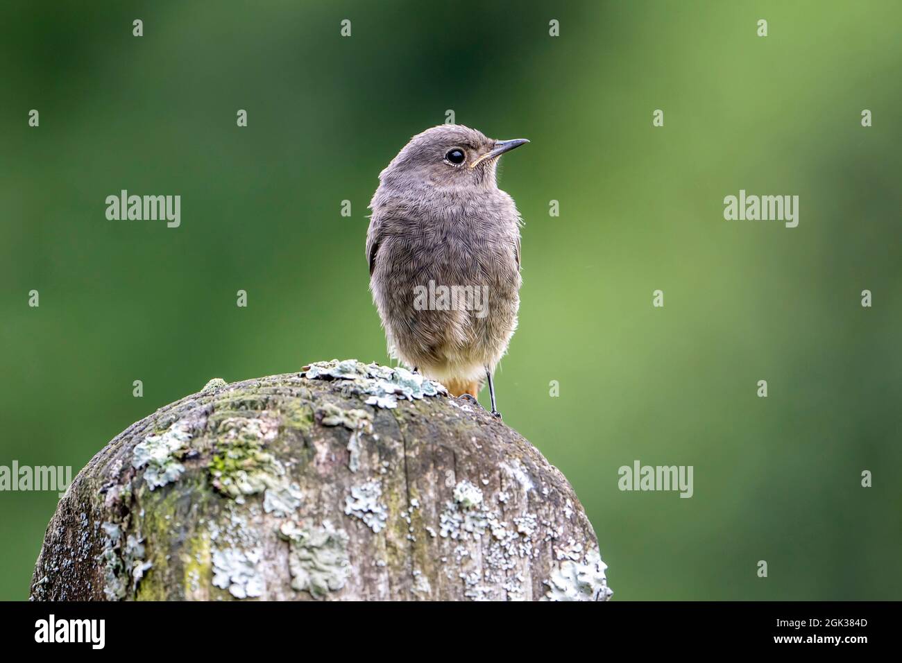Redstart (Phoenicurus phoenicurus). Jeune debout sur un poteau sous la pluie. Allemagne Banque D'Images