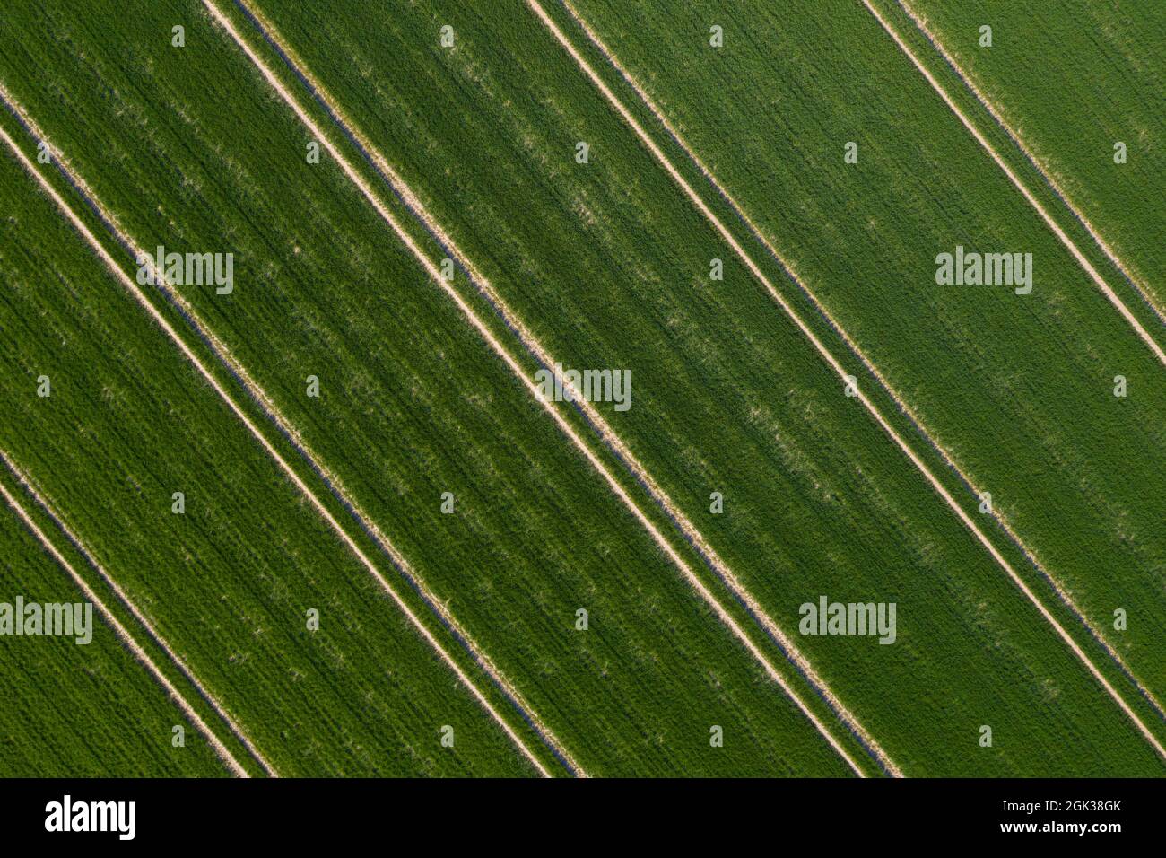 Vue aérienne des chenilles du tracteur dans un champ de céréales au printemps, Schleswig-Holstein, Allemagne Banque D'Images