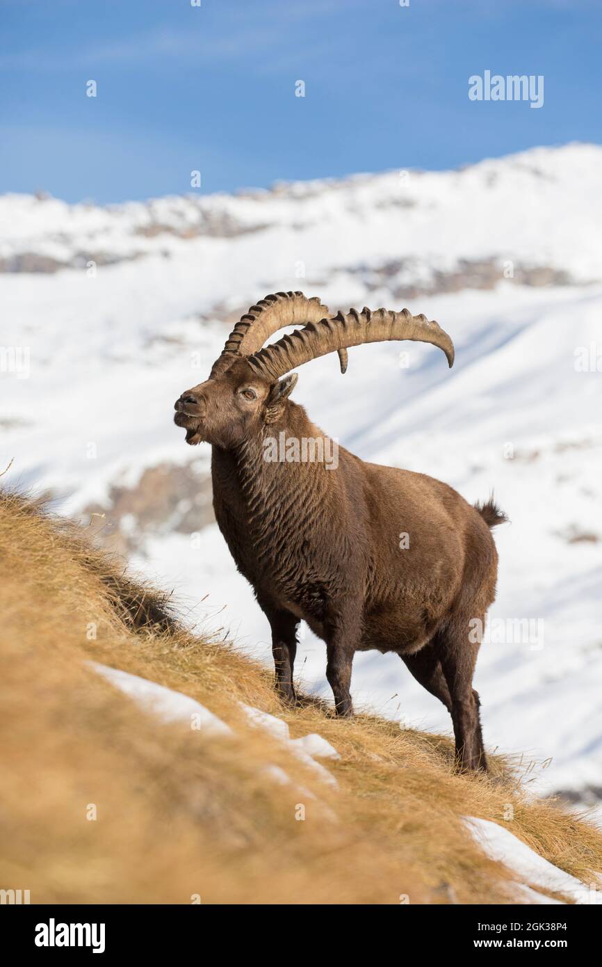 Ibex alpin (Capra ibex). Homme debout dans la neige. Gran Paradiso, Italie Banque D'Images