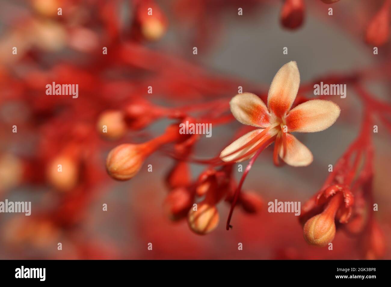 Gros plan Clerodendrum paniculatum fleur rouge couleur nature extérieur Banque D'Images