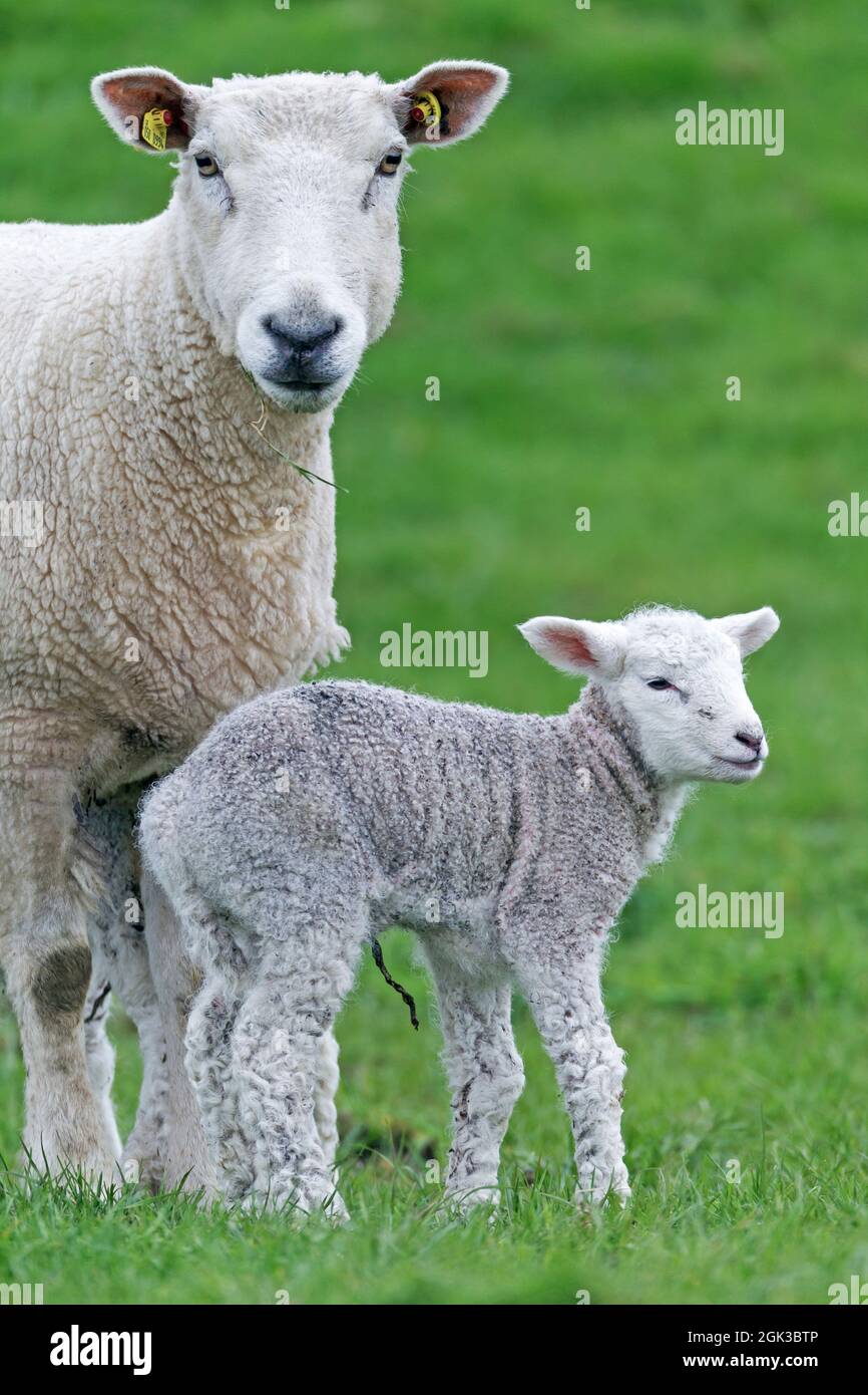Mouton domestique. Brebis avec amb nouveau-né sur une digue sur la côte allemande de la mer du Nord. Allemagne Banque D'Images