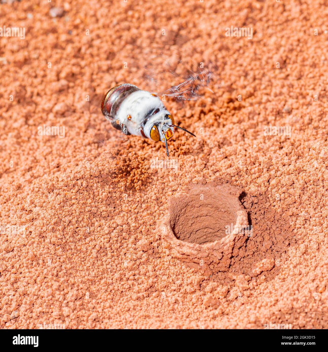 Une femelle Dawson's Burrawing Bee (Amegilla dawsoni) survolant son terrow dans un claypan, parc national de Kennedy Range, Australie occidentale, Australie occidentale, Australie occidentale Banque D'Images