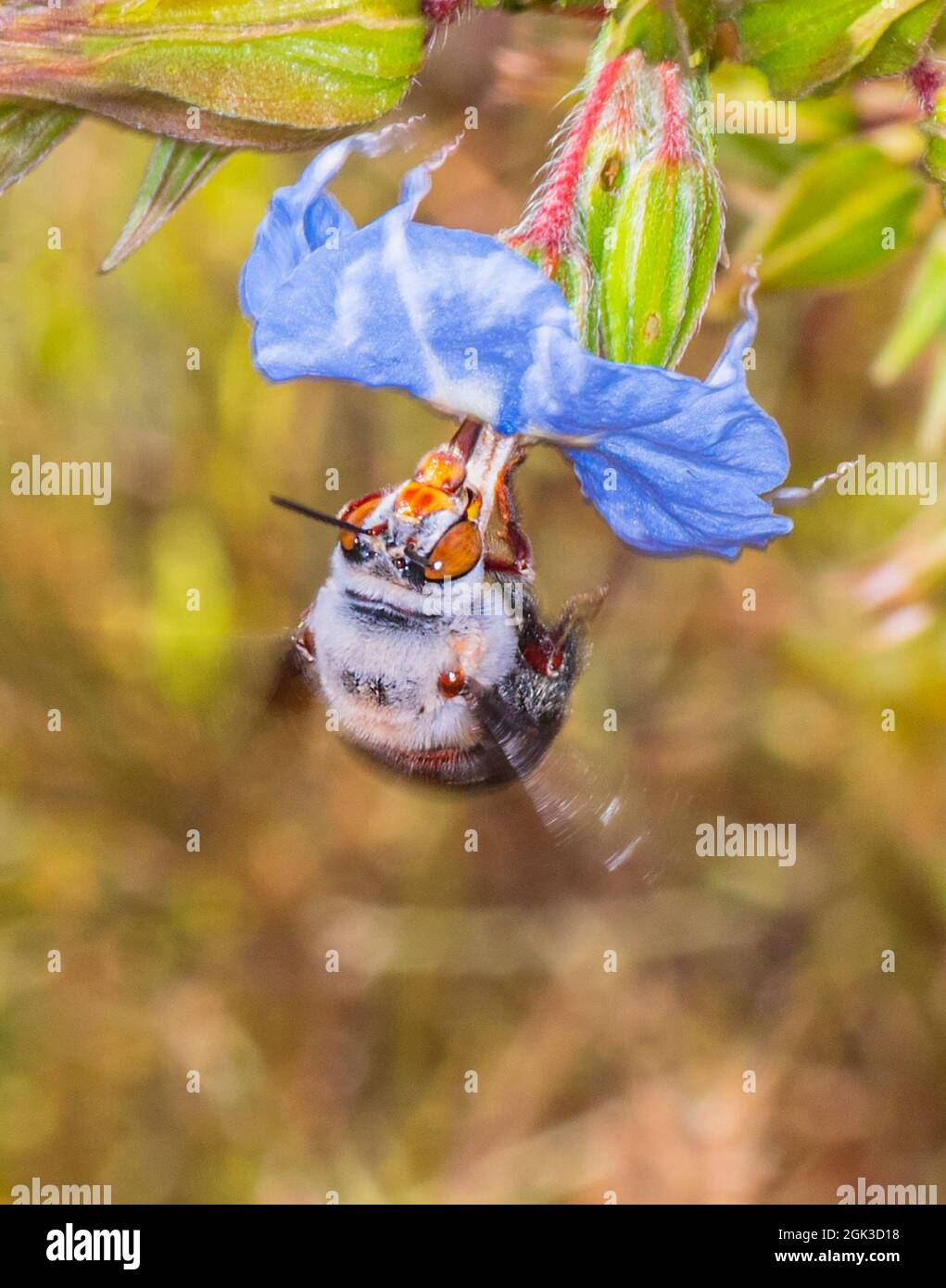 Une femelle d'Amegilla dawsoni (Dawson's Burrammer Bee) qui pollinise une fleur bleue, parc national Kennedy Range, Australie occidentale, Australie occidentale, Australie Banque D'Images