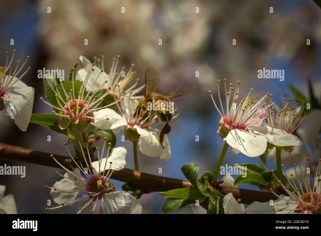 Abeille (apis mellifera) sur la fleur blanche d'un prunier de cerise (prunus cerasifera) Banque D'Images
