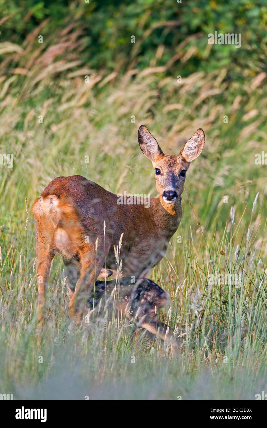 Cerf de Roe européen (Capranolus capranolus). Tandis que le doe sécurise tendu, le fauve est suckled. Allemagne Banque D'Images