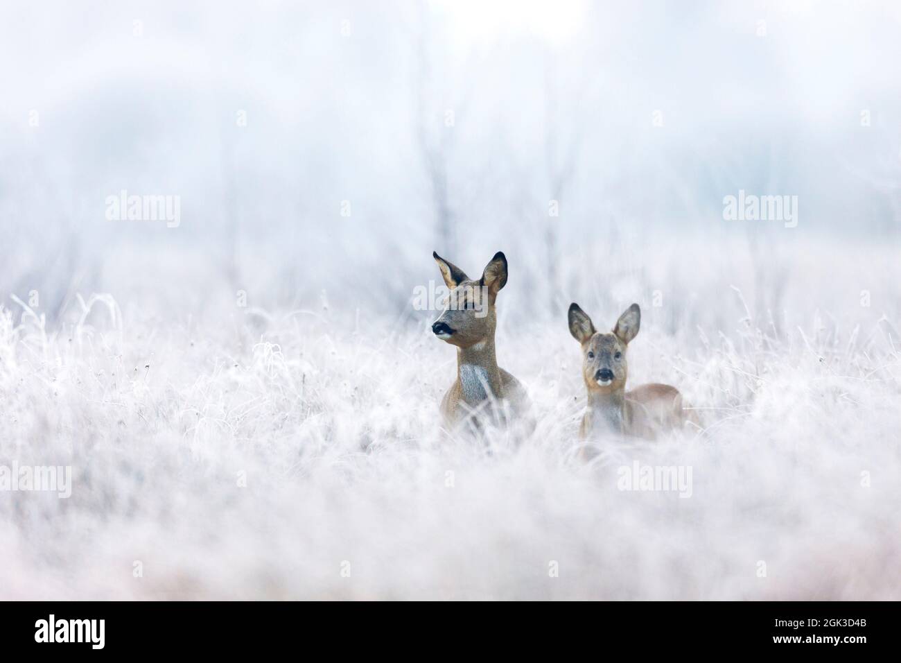 Cerf de Roe européen (Capranolus capranolus). Doe et fwan mâle dans une tourbière couverte de givre. Allemagne Banque D'Images