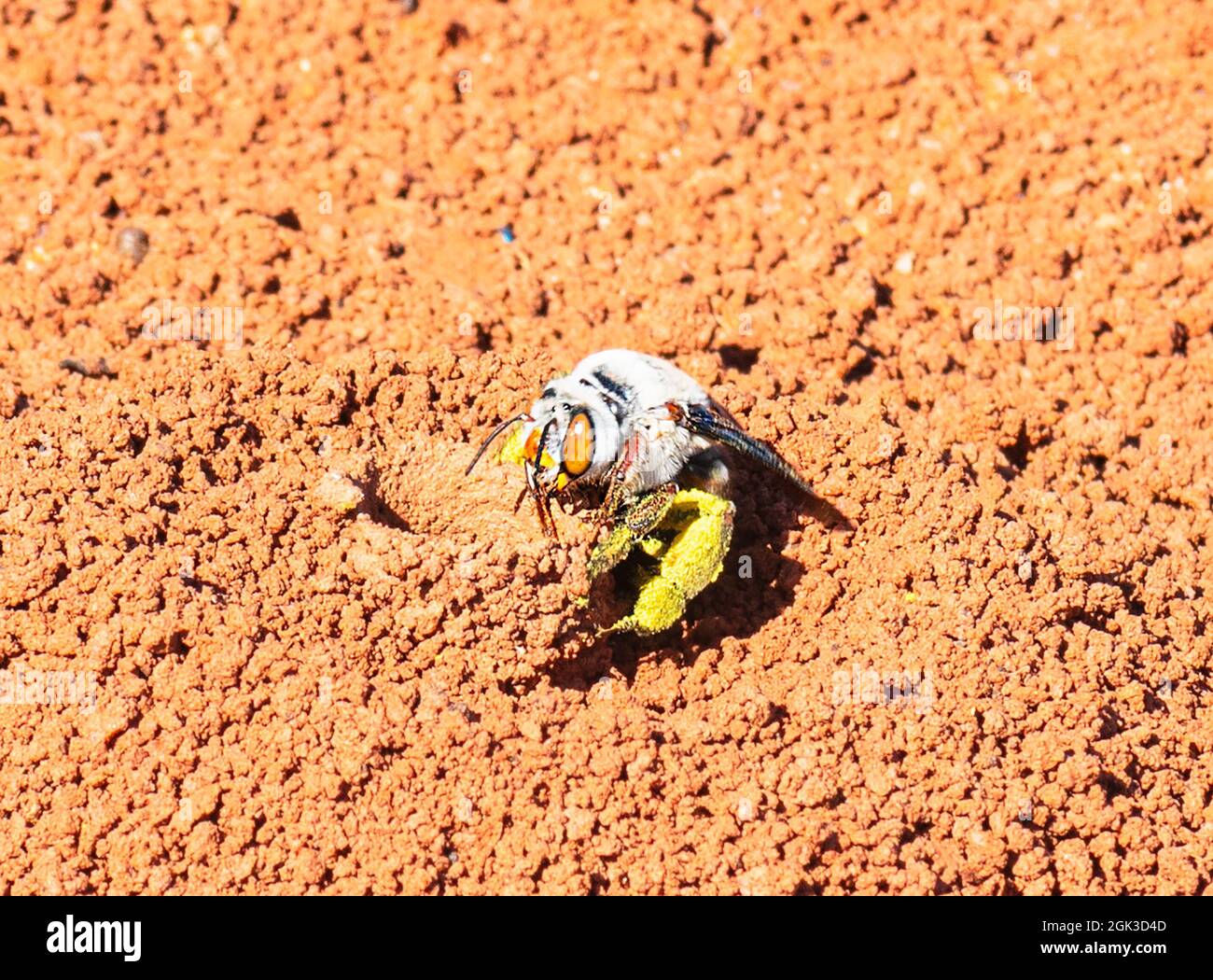 Une femelle d'Amegilla dawsoni (Dawson's Burrawing Bee) apporte du pollen à ses terriers dans un claypan, parc national de Kennedy Range, Australie occidentale, Australie occidentale, Australie occidentale, Austr Banque D'Images