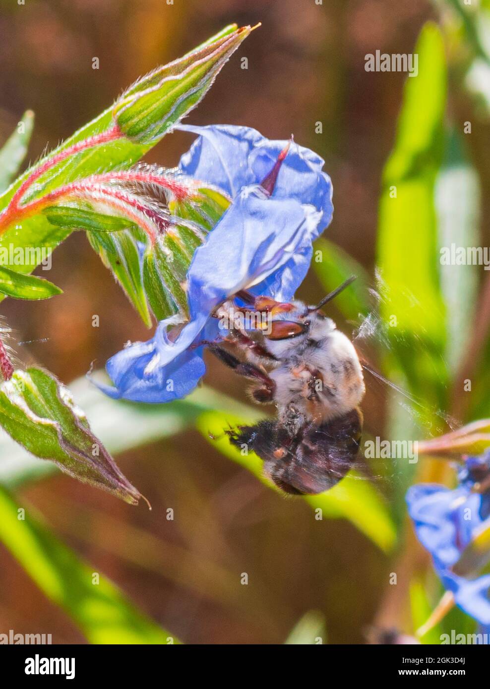 Une femelle d'Amegilla dawsoni (Dawson's Burrammer Bee) qui pollinise une fleur bleue, parc national Kennedy Range, Australie occidentale, Australie occidentale, Australie Banque D'Images
