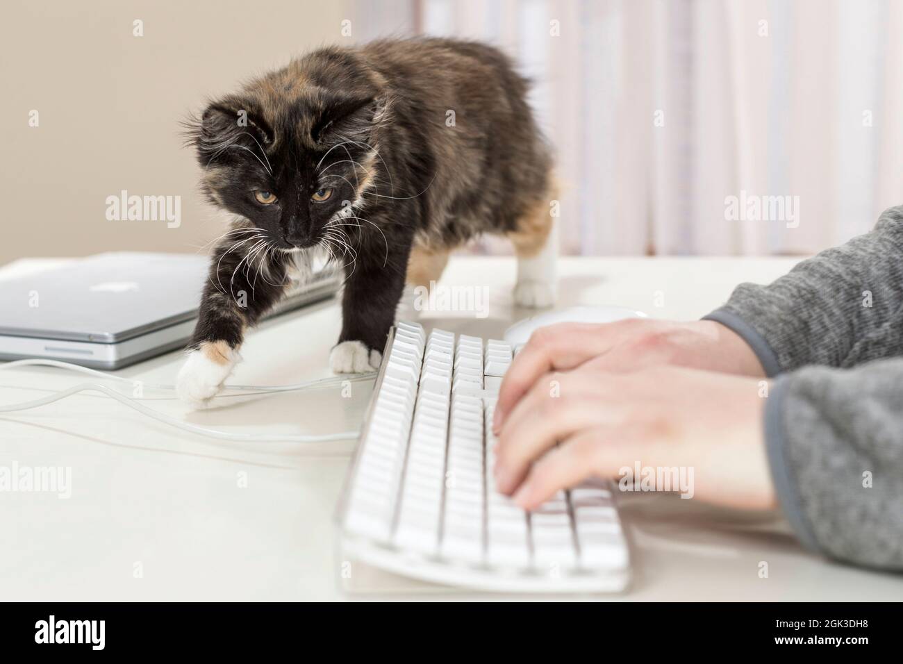 Forêt norvégienne Cat Un chaton regarde le clavier d'un ordinateur. Allemagne Banque D'Images