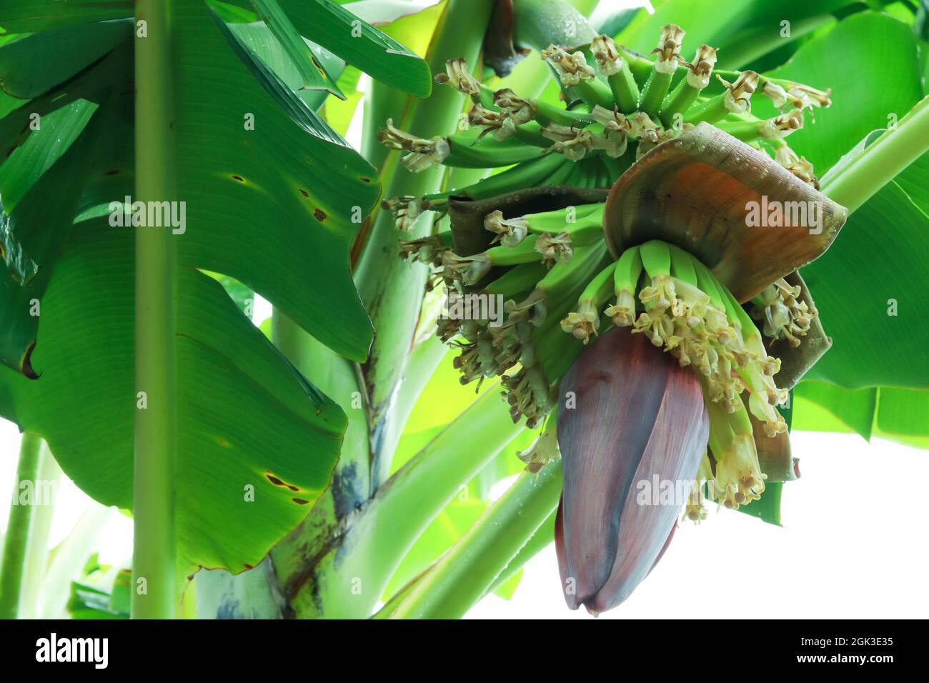 Banane avec bébé bananes et fleur accrochée sur elle. Banque D'Images