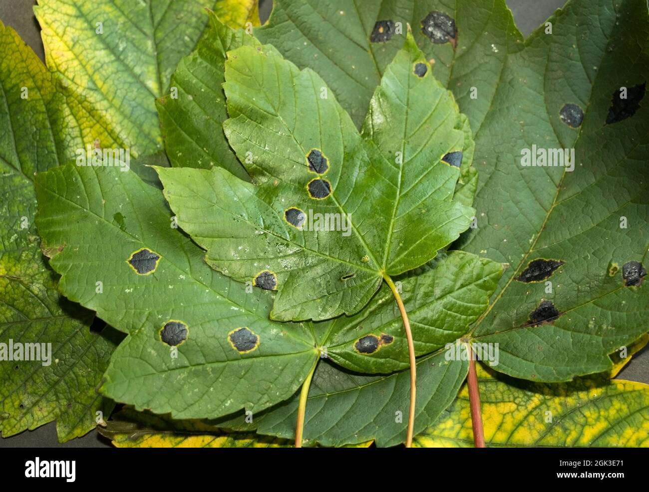 Vers la fin de la saison de croissance, de nombreux arbres à feuilles caduques développent des infections fongiques, comme ce champignon de goudron noir sur les feuilles de Sycamore. Cela réduit le Banque D'Images