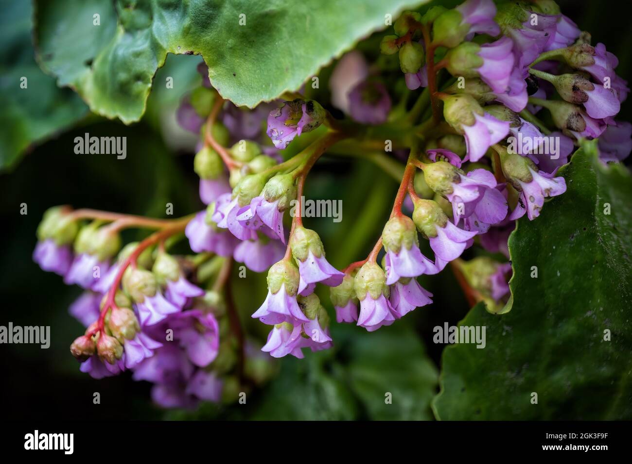 Bergenia cordifolia, fleurs de bergenia de Heartleaf, famille: Saxifragaceae, région: Altaï, Sibérie méridionale (Sayans de l'Ouest) Banque D'Images