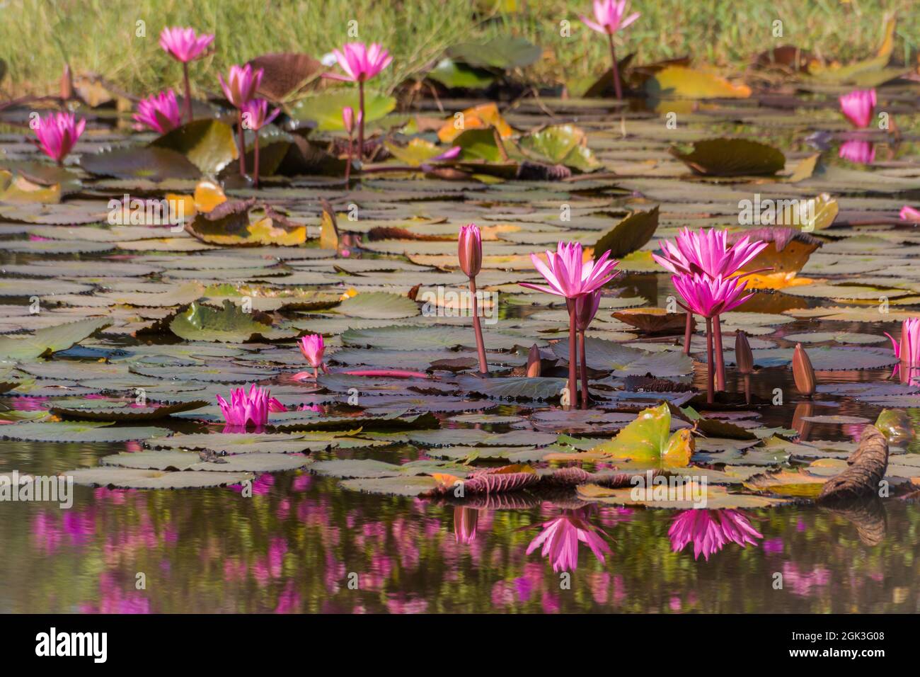 fleur de lotus rose dans le fond de la nature de l'étang Banque D'Images