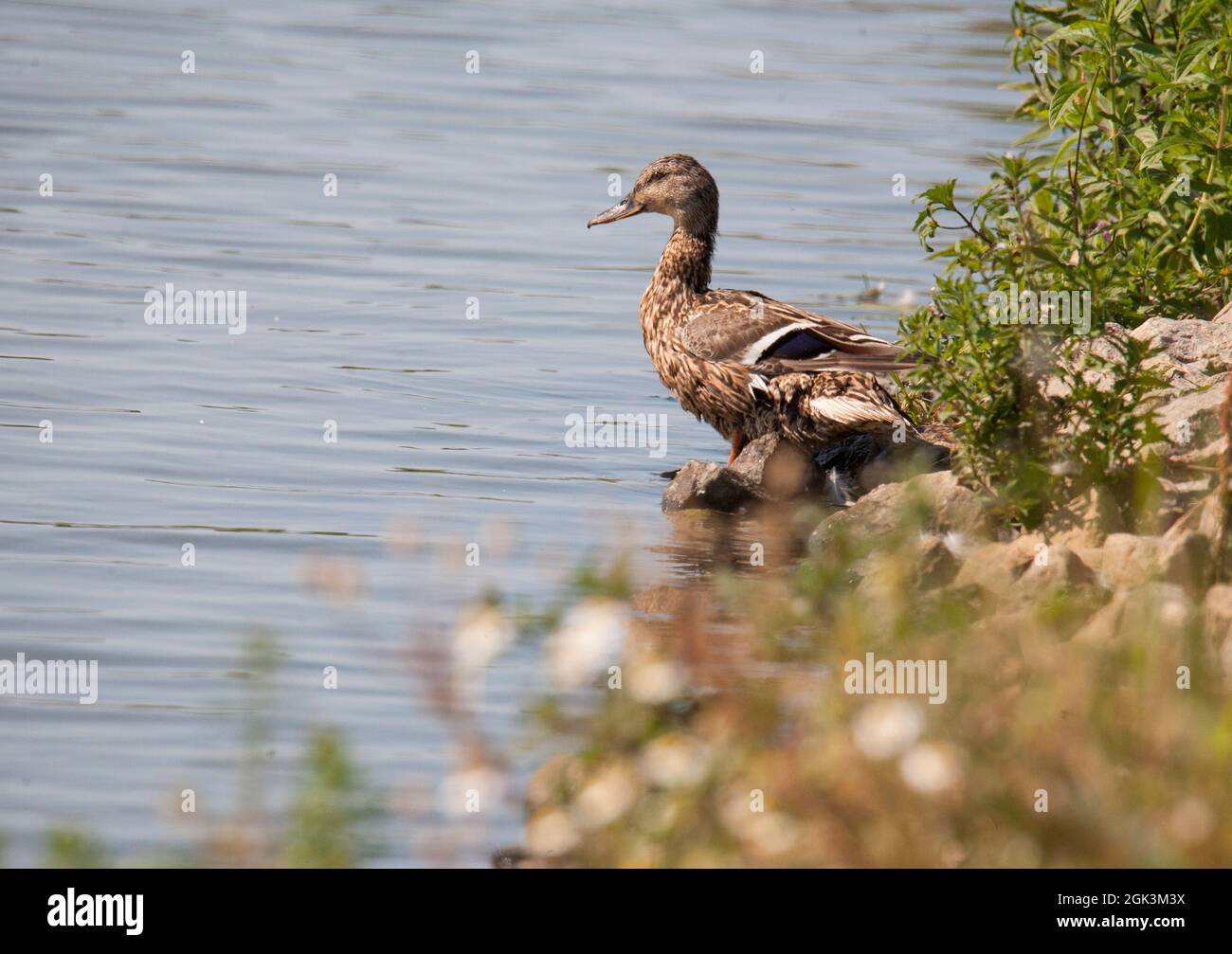 GADWALL Mareca strespera Banque D'Images