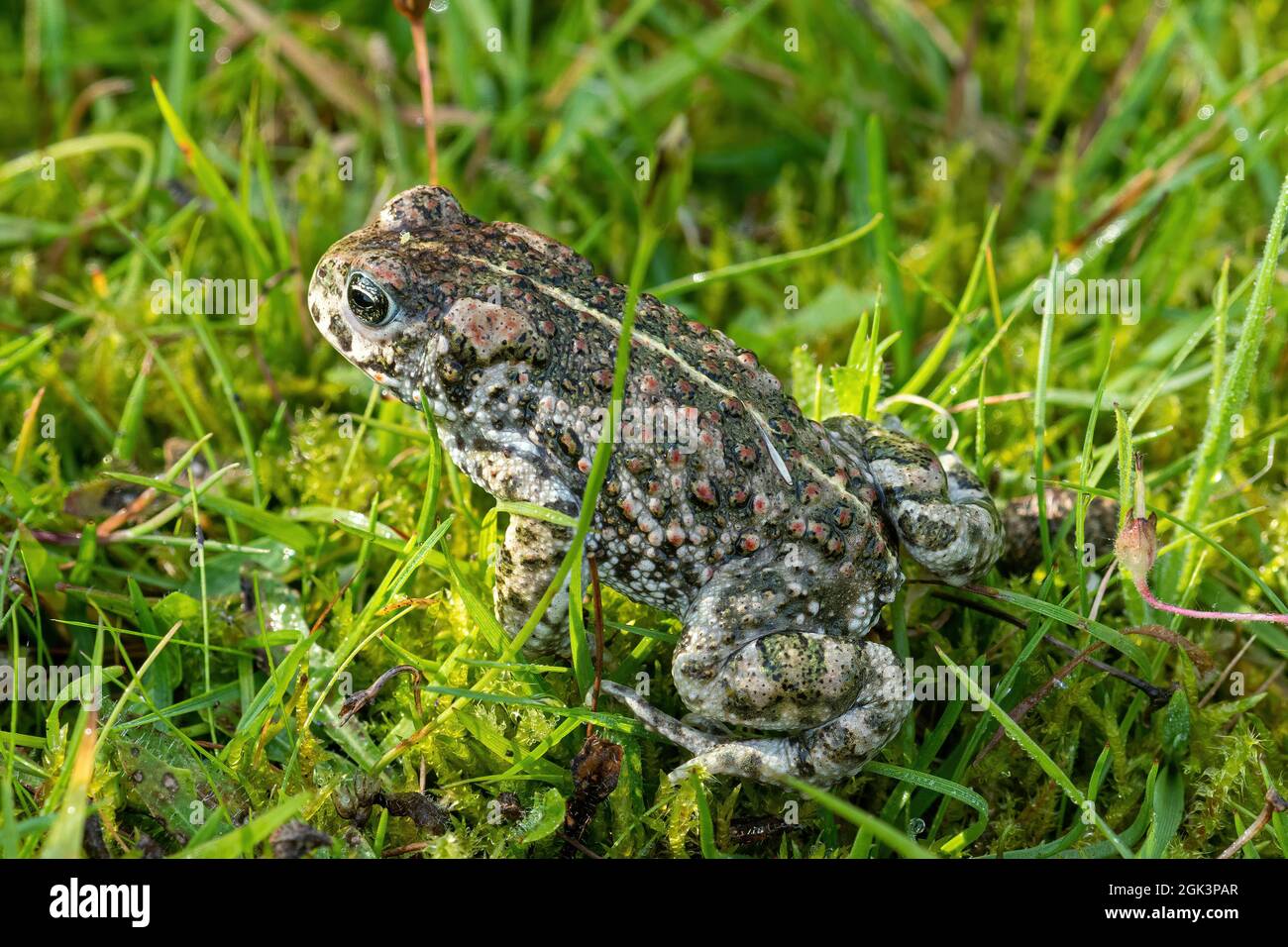 Catterjack toad (Epidalea calalita) adulte, Royaume-Uni Banque D'Images
