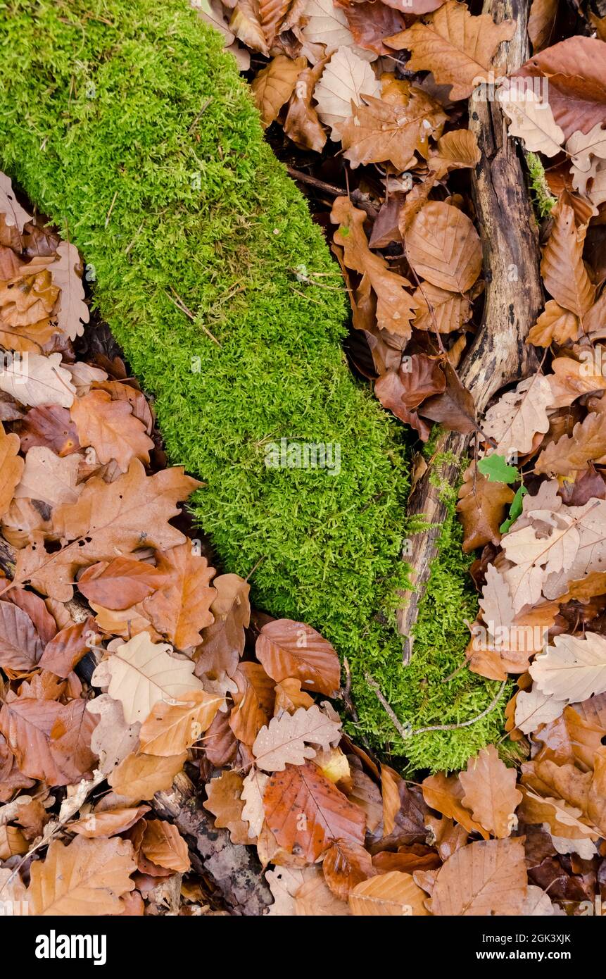 Feuilles et bois sur le sol forestier en automne, vue de directement au-dessus, fond naturel automnal ou papier peint Banque D'Images