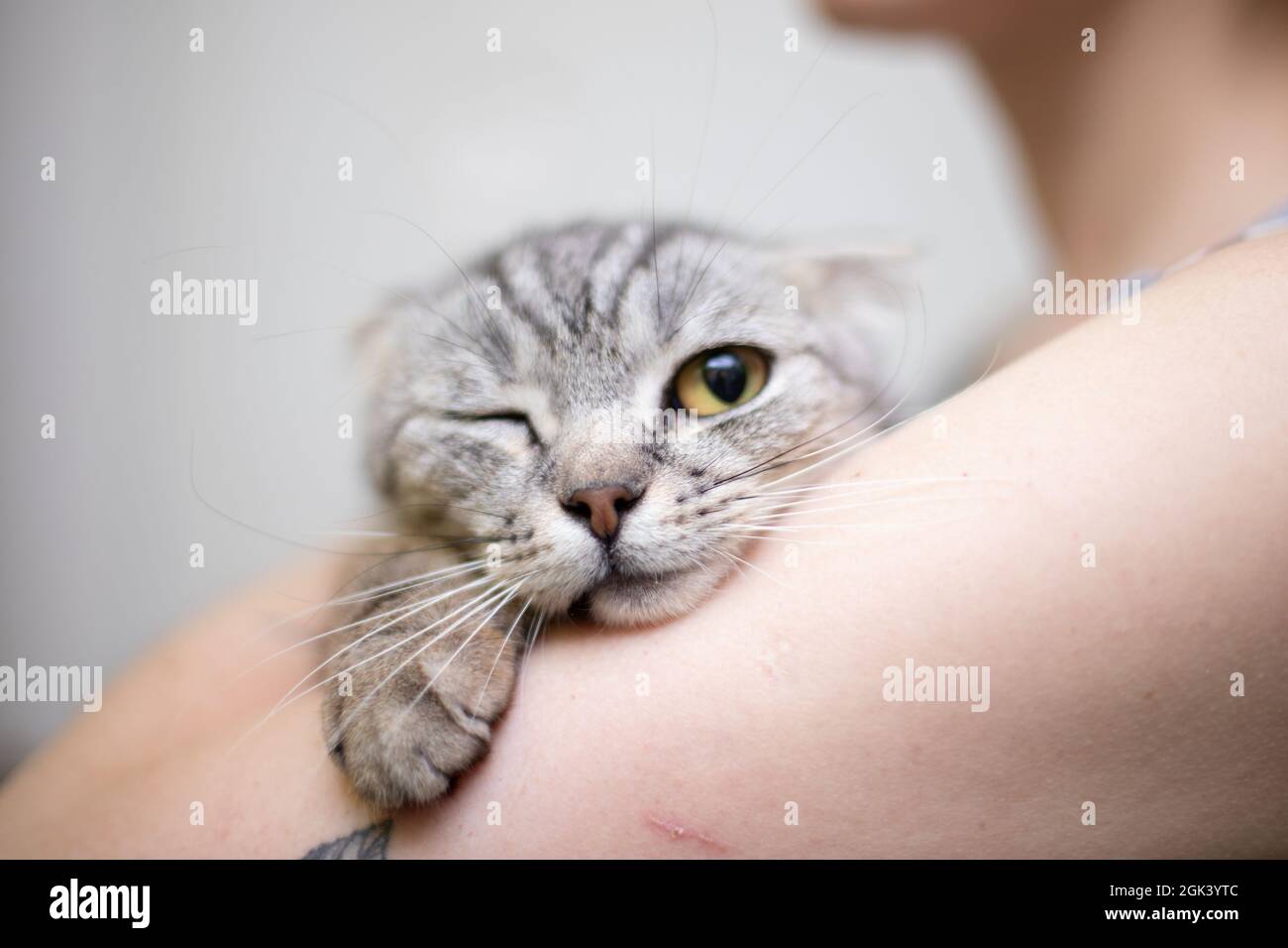 Smiling De Chat Drole Chat Domestique Photo Stock Alamy Smiling De Chat Drole Chat Domestique Photo Stock Alamy