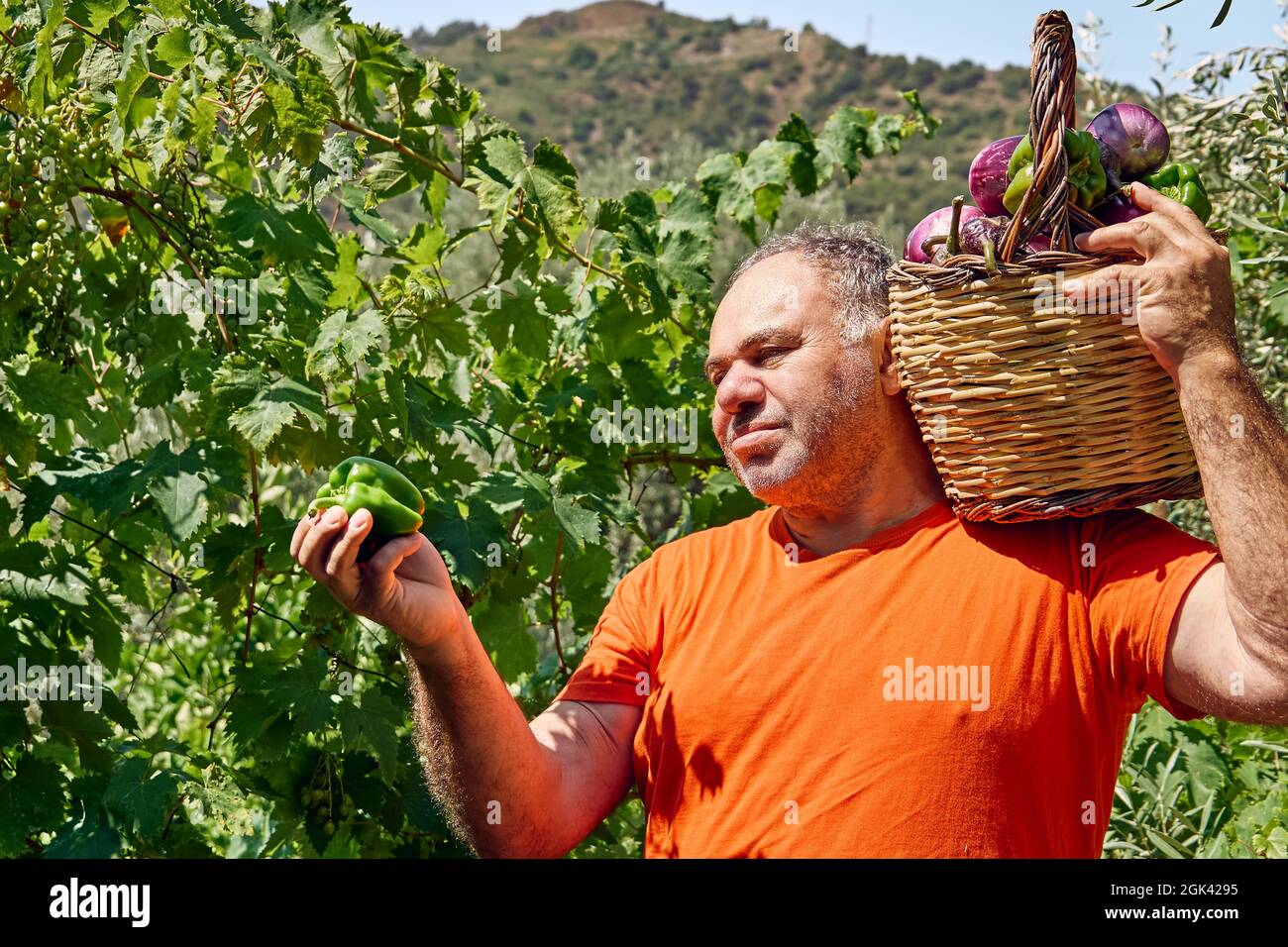 L'homme tient un panier avec des aubergines mûres après collecte des aubergines dans le jardin de légumes synergique. Travailler dans le jardin comme un passe-temps dans la nouvelle norme Banque D'Images