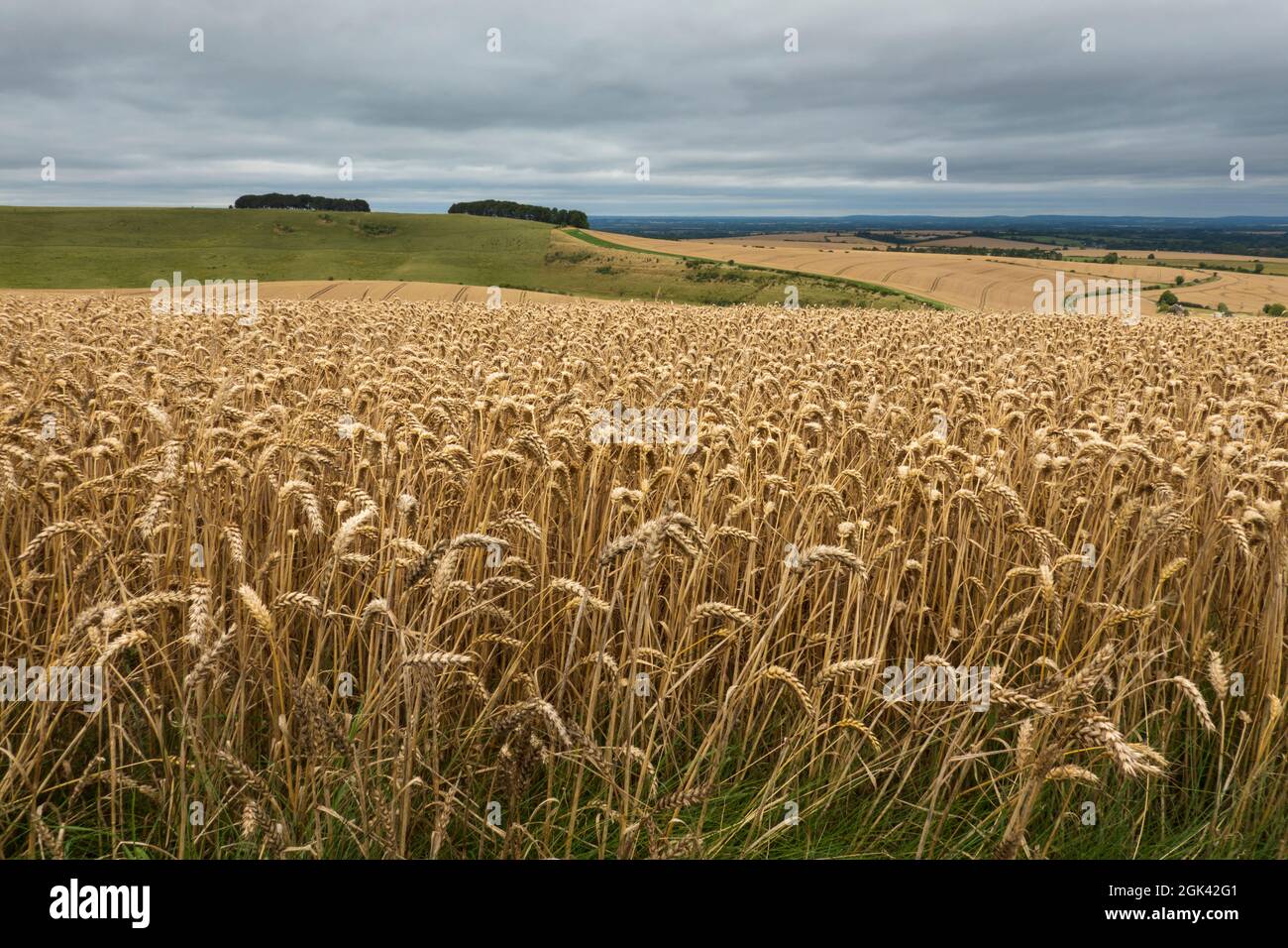 Golden wheatfield au-dessous de Devil's Punchbowl sur Hackpen Hill avec ciel gris, près de Wantage, Oxfordshire, Angleterre, Royaume-Uni, Europe Banque D'Images