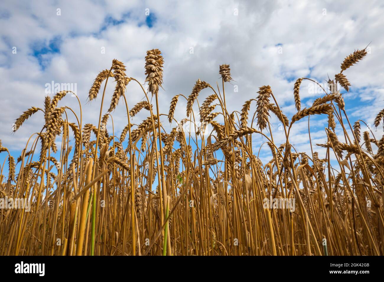 Blé d'or mûr dans le champ d'été, Oxfordshire, Angleterre, Royaume-Uni, Europe Banque D'Images