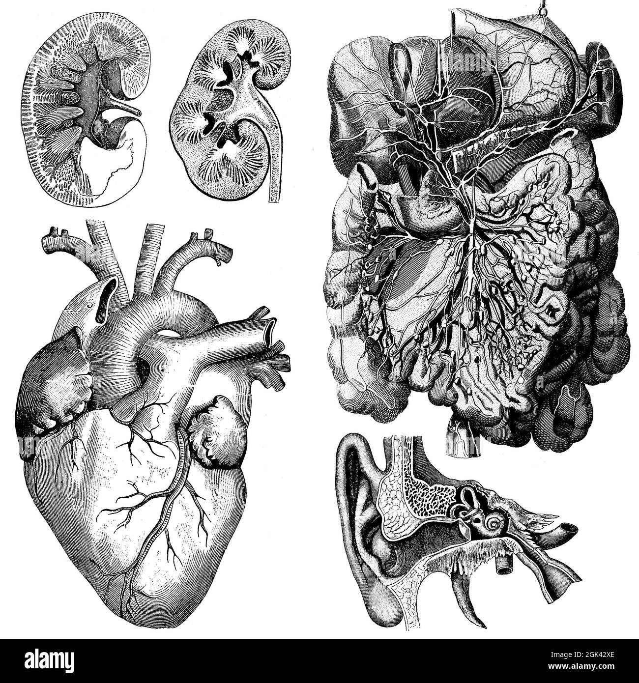 Médical - illustrations anatomiques victoriennes - sur fond blanc pour découpe. Banque D'Images
