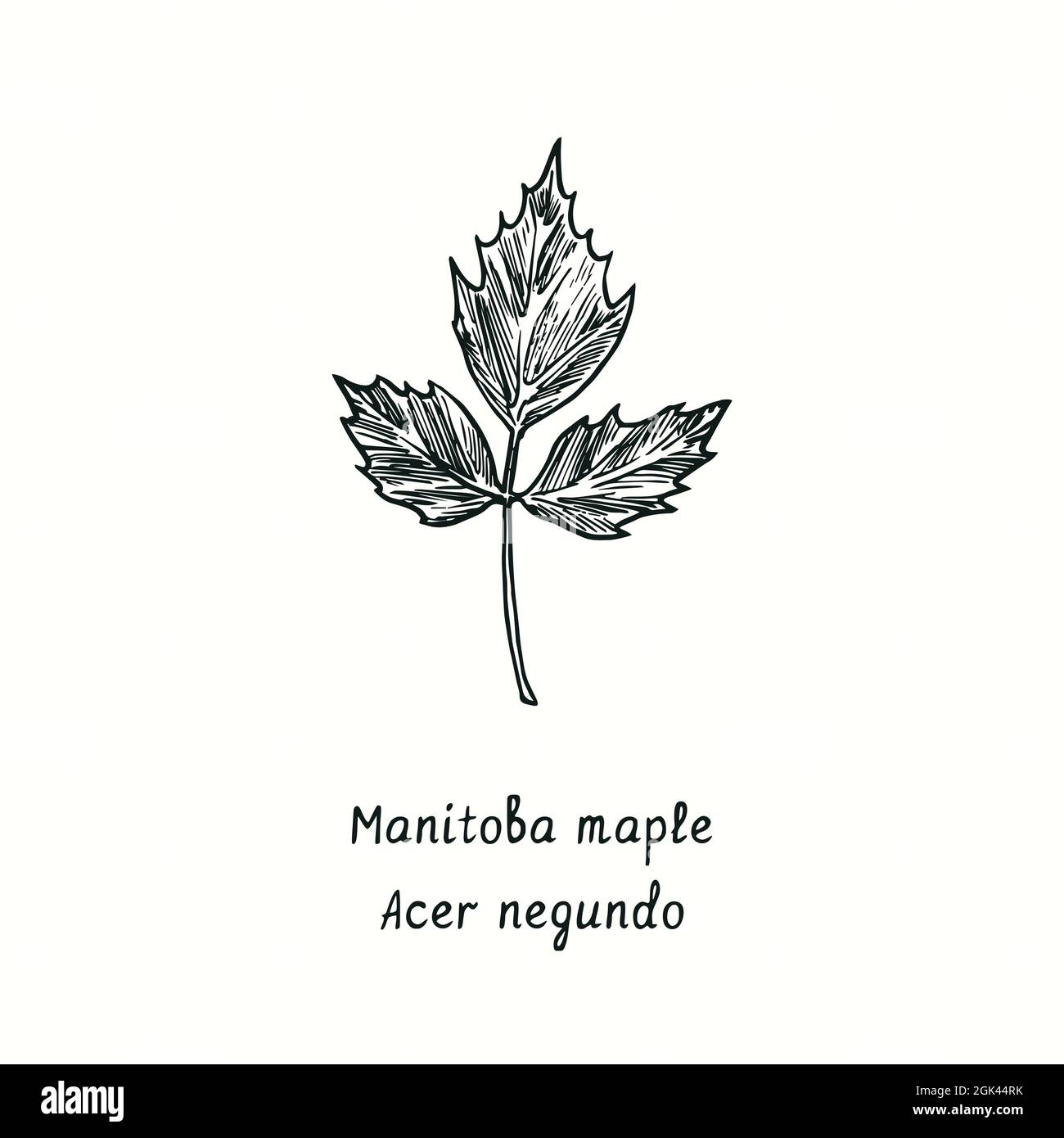 Feuille d'érable du Manitoba (Acer negundo). Dessin d'une boisée noire et blanche à l'encre. Banque D'Images