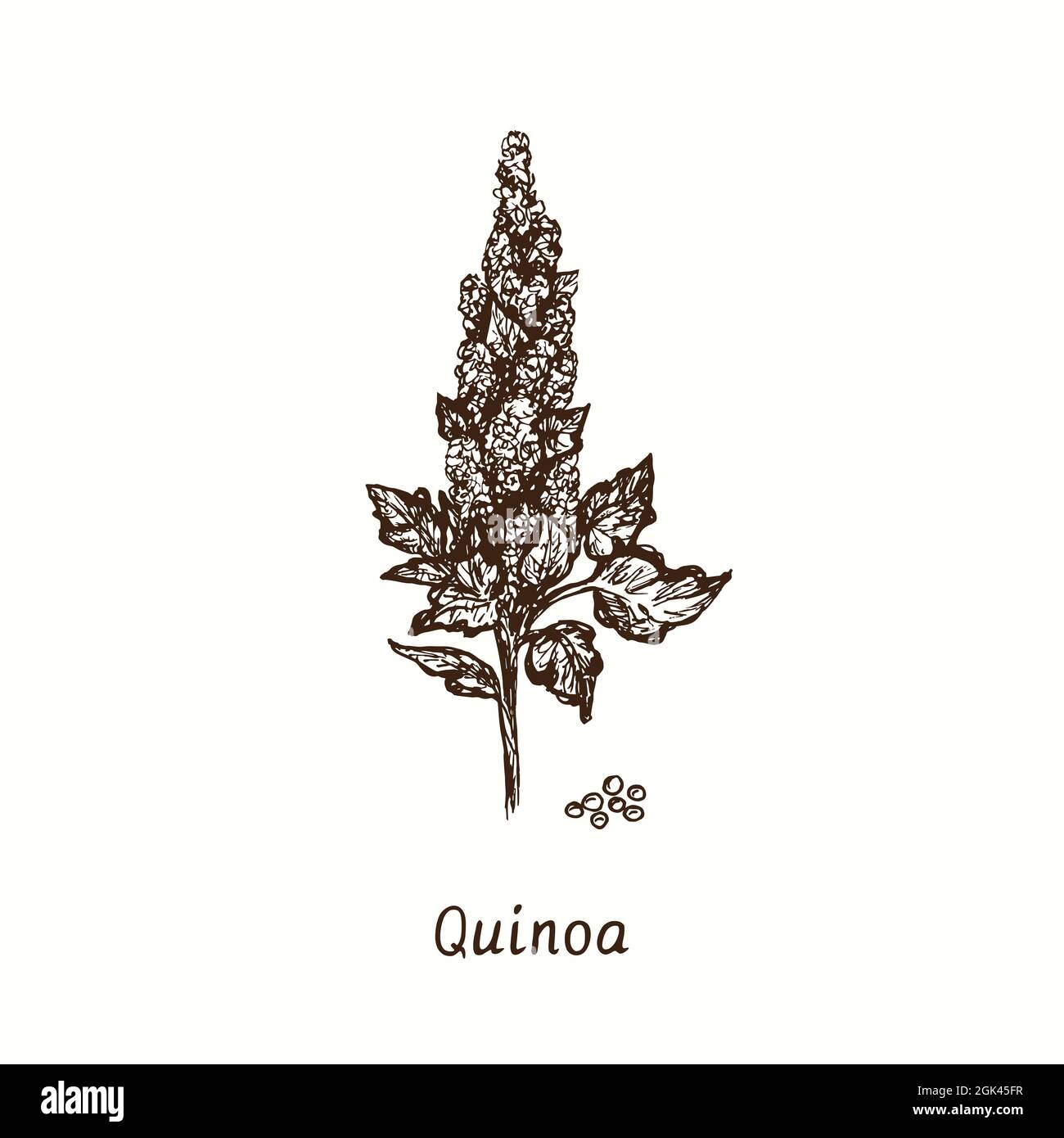 Usine de quinoa. Dessin d'une boisée noire et blanche à l'encre. Banque D'Images