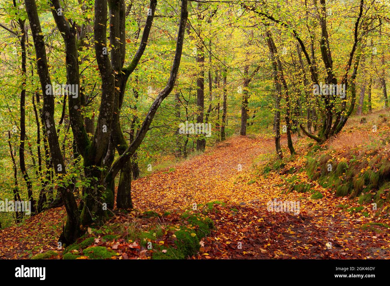 Scène forestière en automne avec des feuilles d'orange Banque D'Images