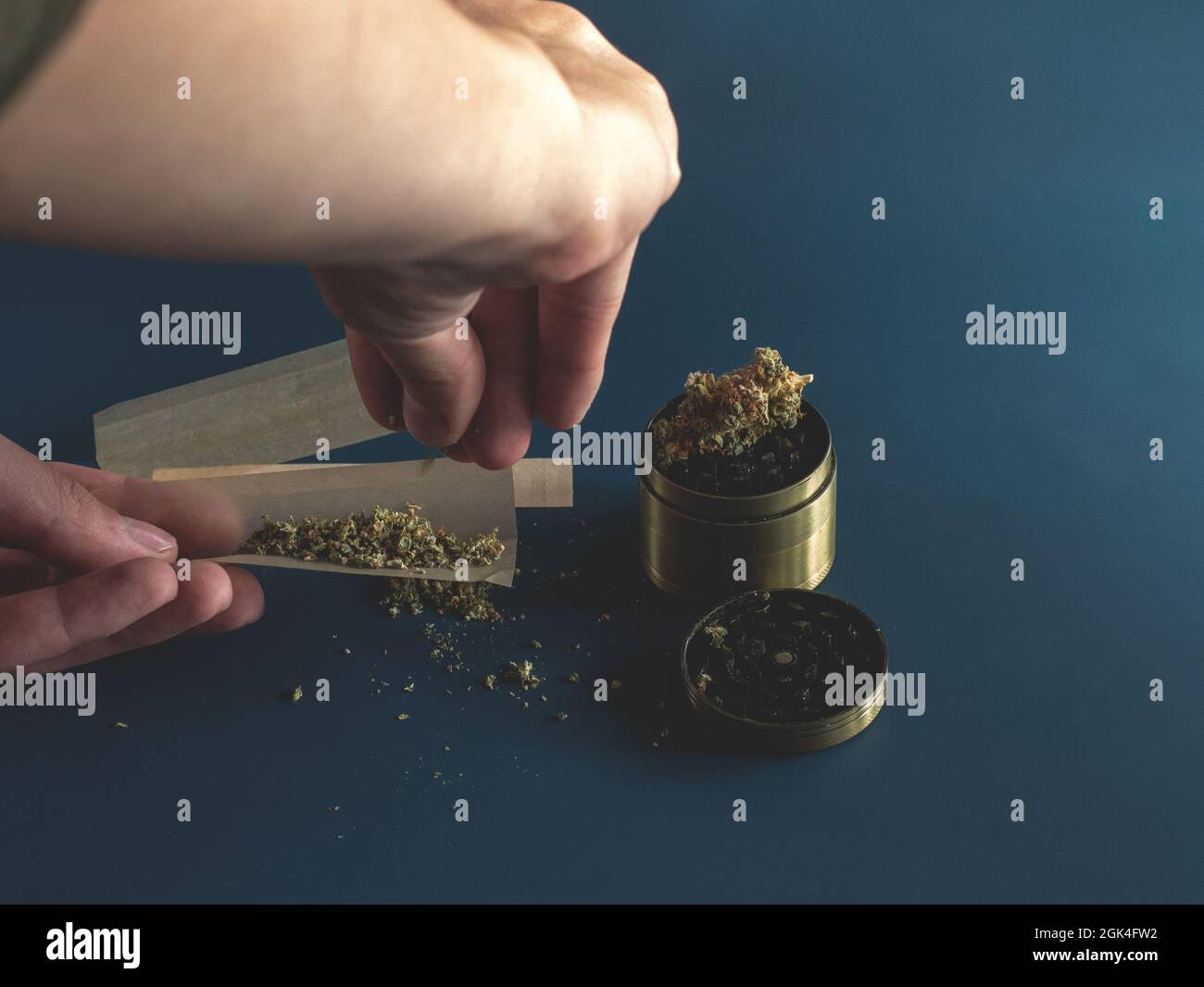 Gros plan les mains d'homme roulant une articulation avec une poutre d'herbe pour moudre un cannabis bourgeons sur un fond bleu.Homme roulant une herbe de marijuana émoussée. Banque D'Images