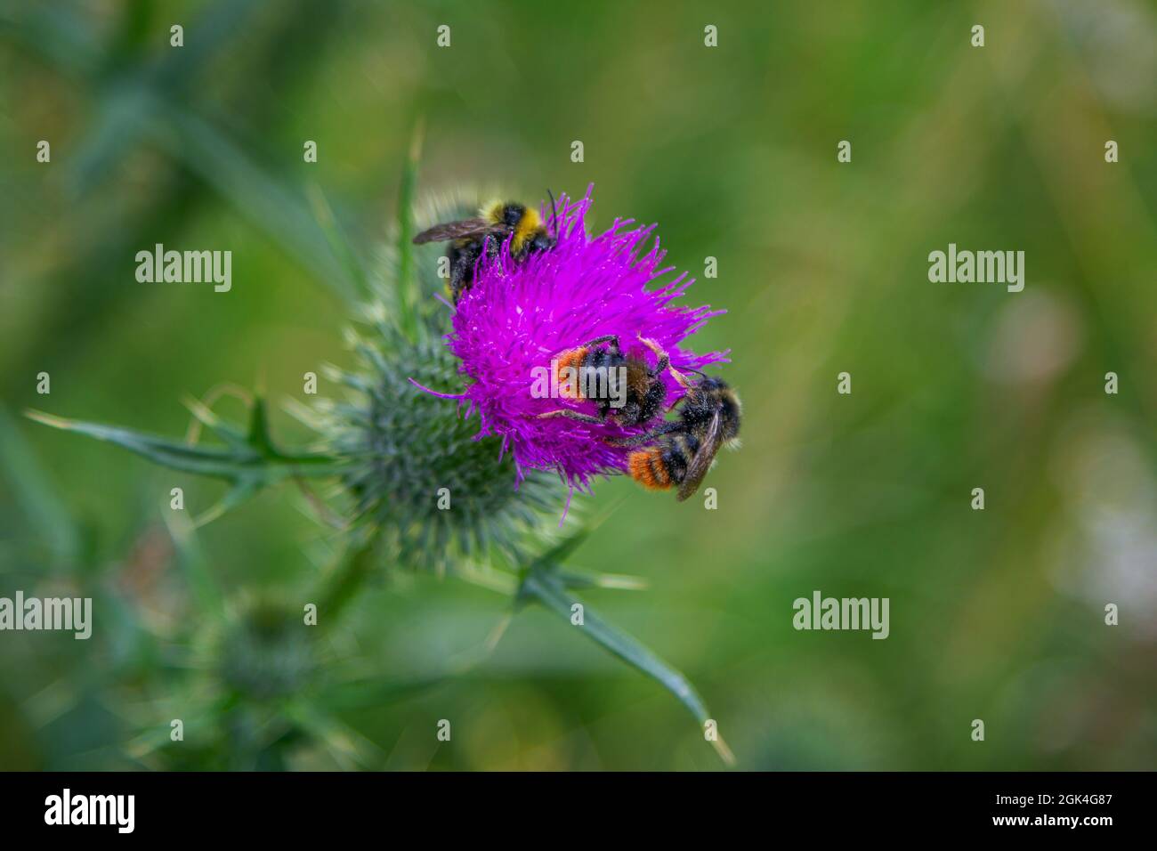 Gros plan sur une fleur de chardon rose vif, poussant dans une forêt. Nature estivale Banque D'Images