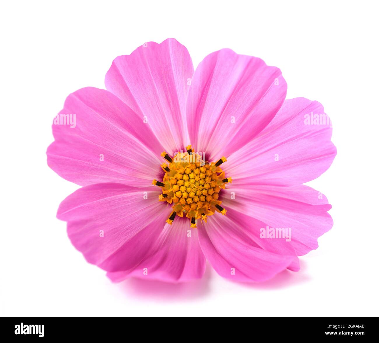 Jardin rose cosmos flower isolated on white Banque D'Images