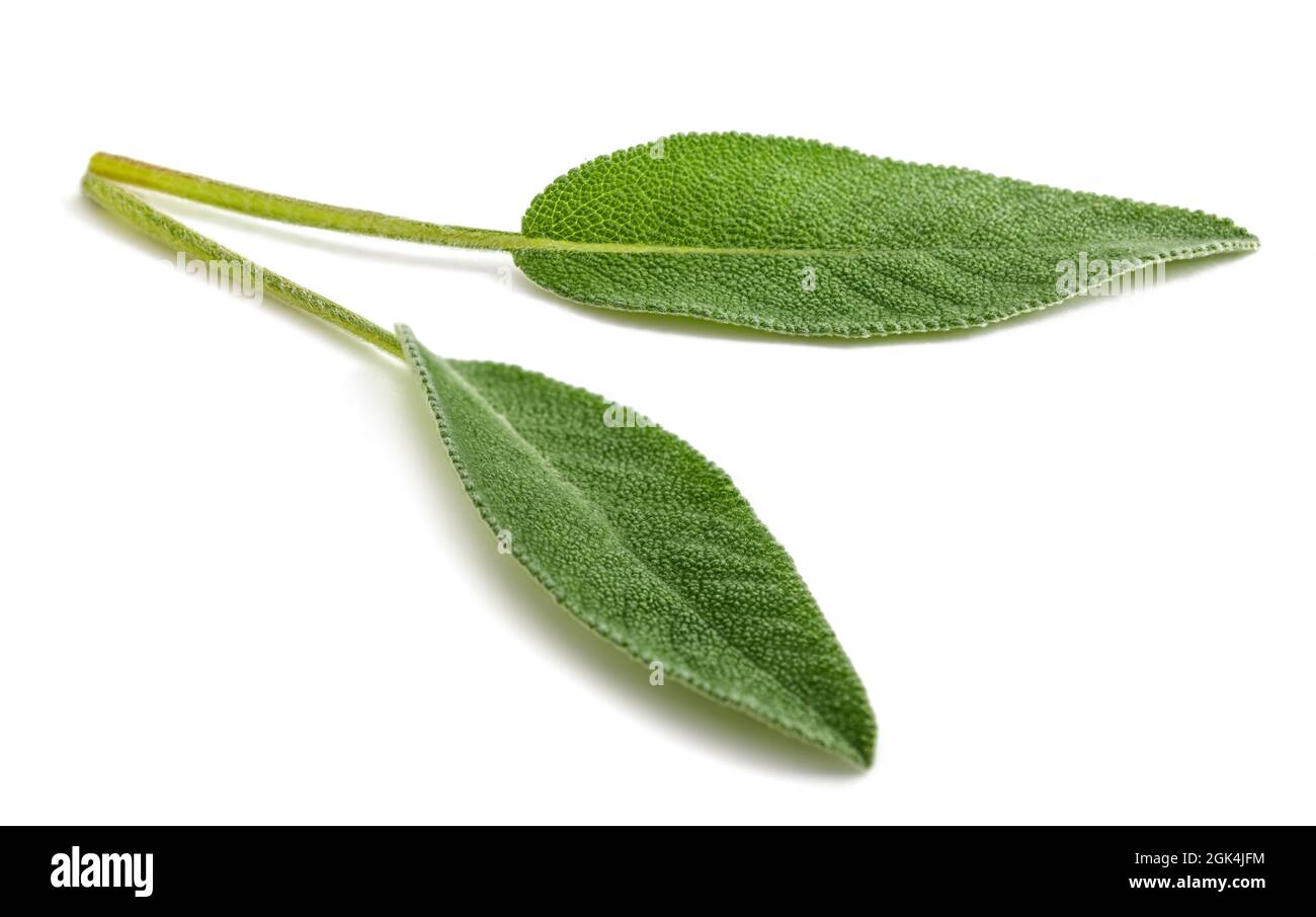 Feuilles de sauge fraîches isolées sur fond blanc Banque D'Images