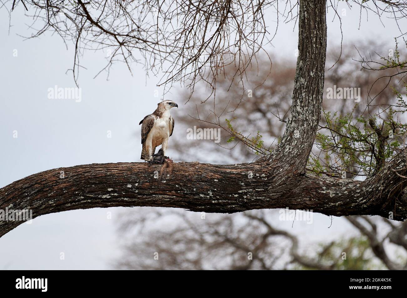 Aigle martial juvénile (Polemaetus bellicosus) avec proie, Parc national de Tarangire, Tanzanie, Afrique Banque D'Images