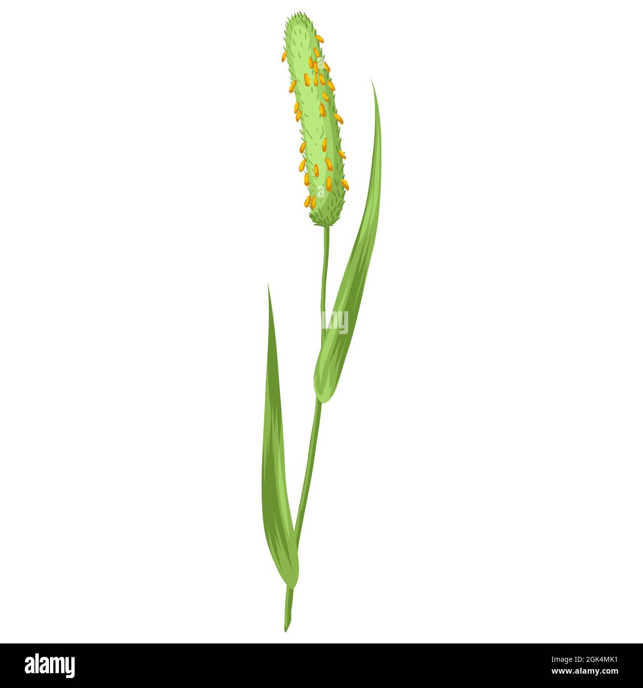 Illustration de l'herbe à céréales stylisée. Plante de prairie décorative. Twigg pour le design et la décoration. Illustration de Vecteur