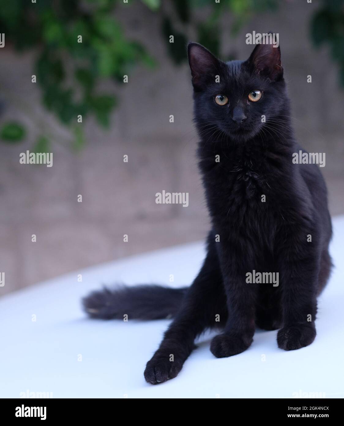 chat noir avec yeux jaunes Banque D'Images