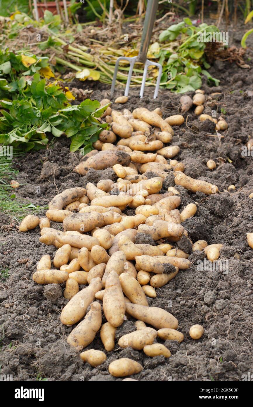 Pommes de terre fraîchement levées dans un jardin, séchant sur la surface du sol avant l'entreposage - fin de l'été. ROYAUME-UNI Banque D'Images