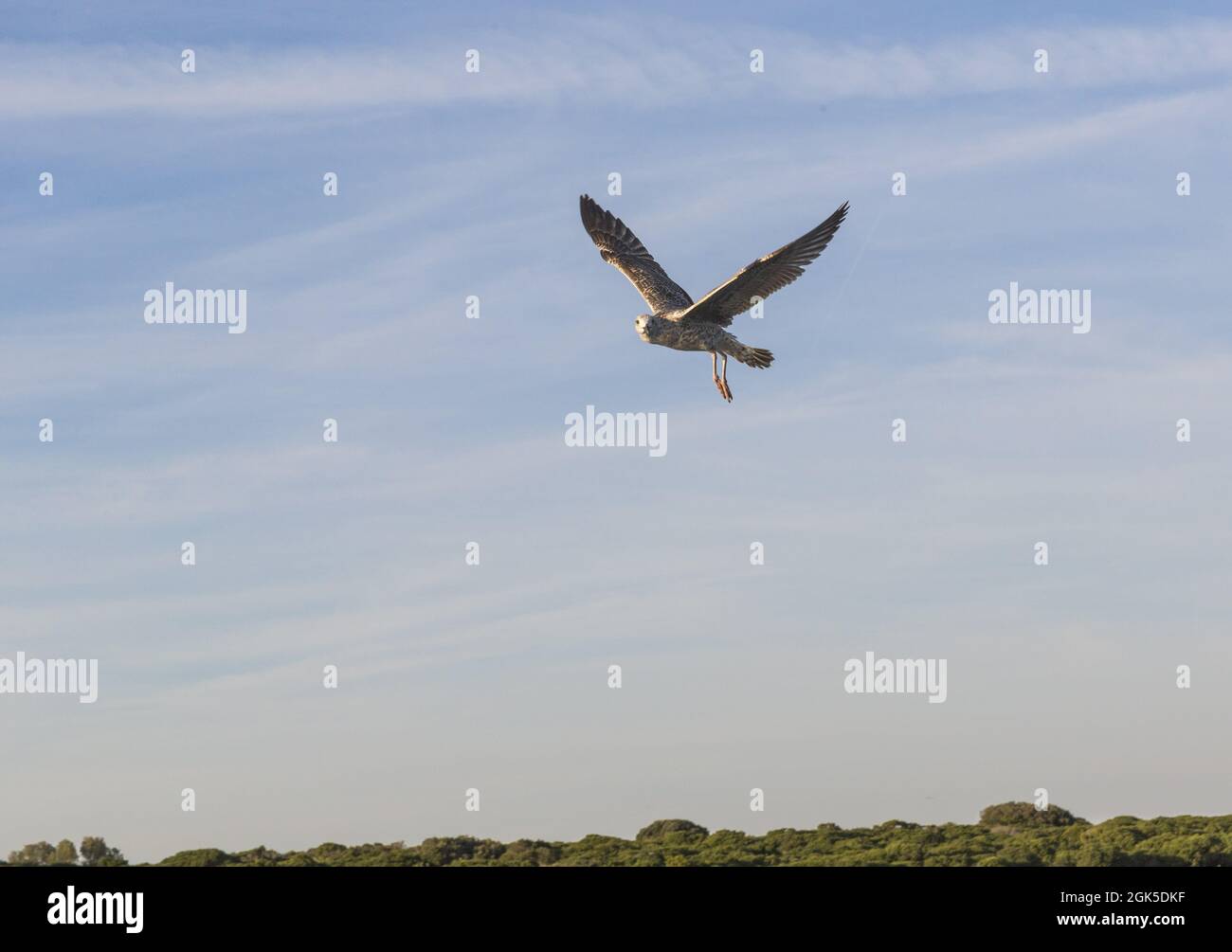 Mouette dans l'air Banque D'Images