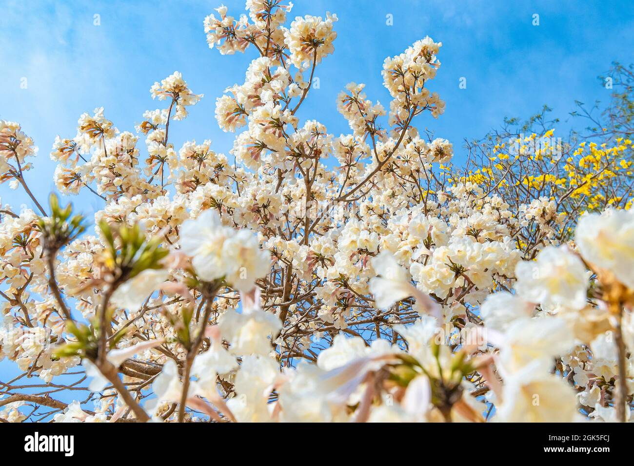 Ipe blanc, belles fleurs blanches le jour d'un ciel bleu. Banque D'Images