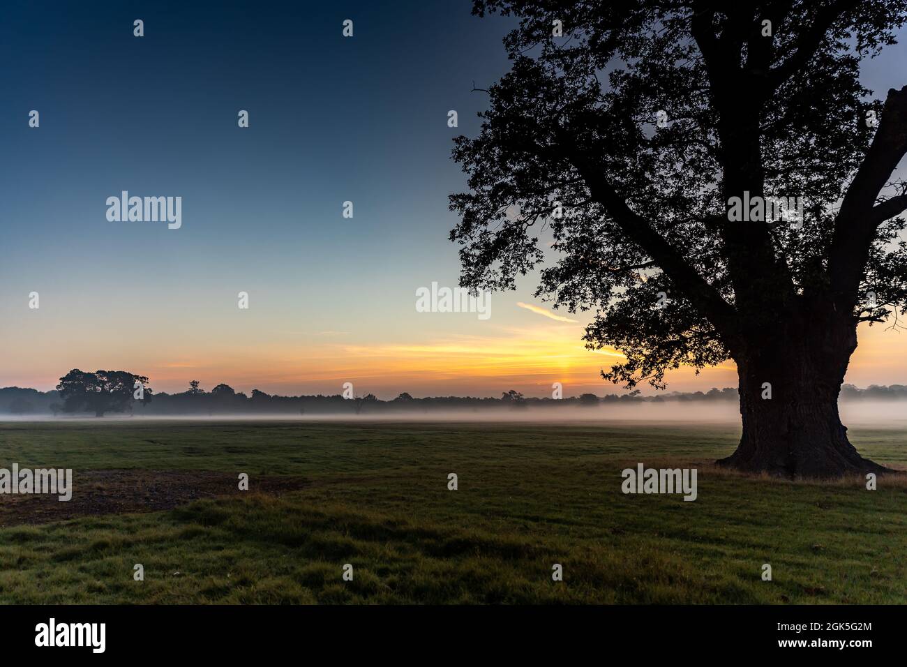 Windsor Great Park à Dawn, Londres, Royaume-Uni Banque D'Images