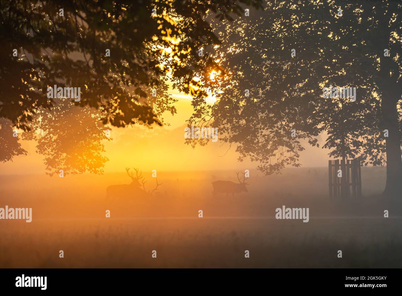 Windsor Great Park à Dawn, Londres, Royaume-Uni Banque D'Images