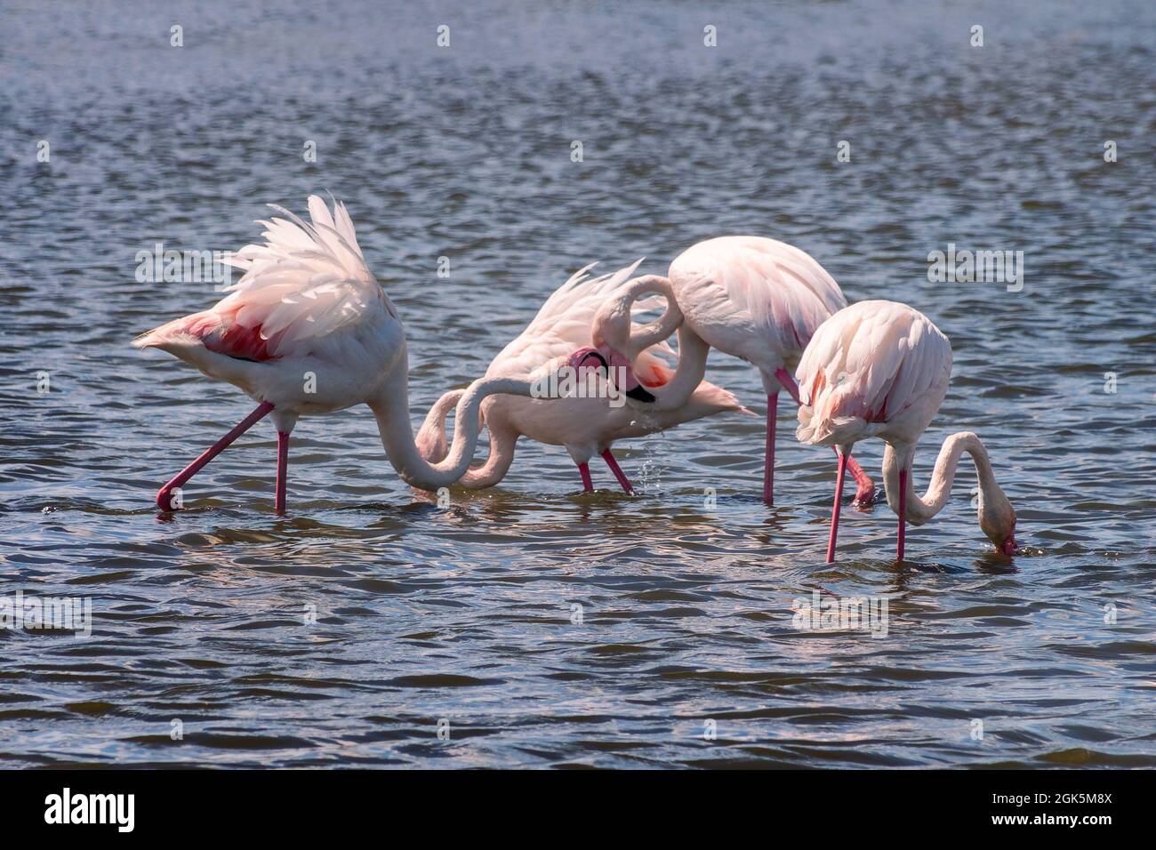 Gros plan du Grand Flamingos (Phoenicopterus roseus) en Camargue, Bouches du Rhône, Sud de la France Banque D'Images