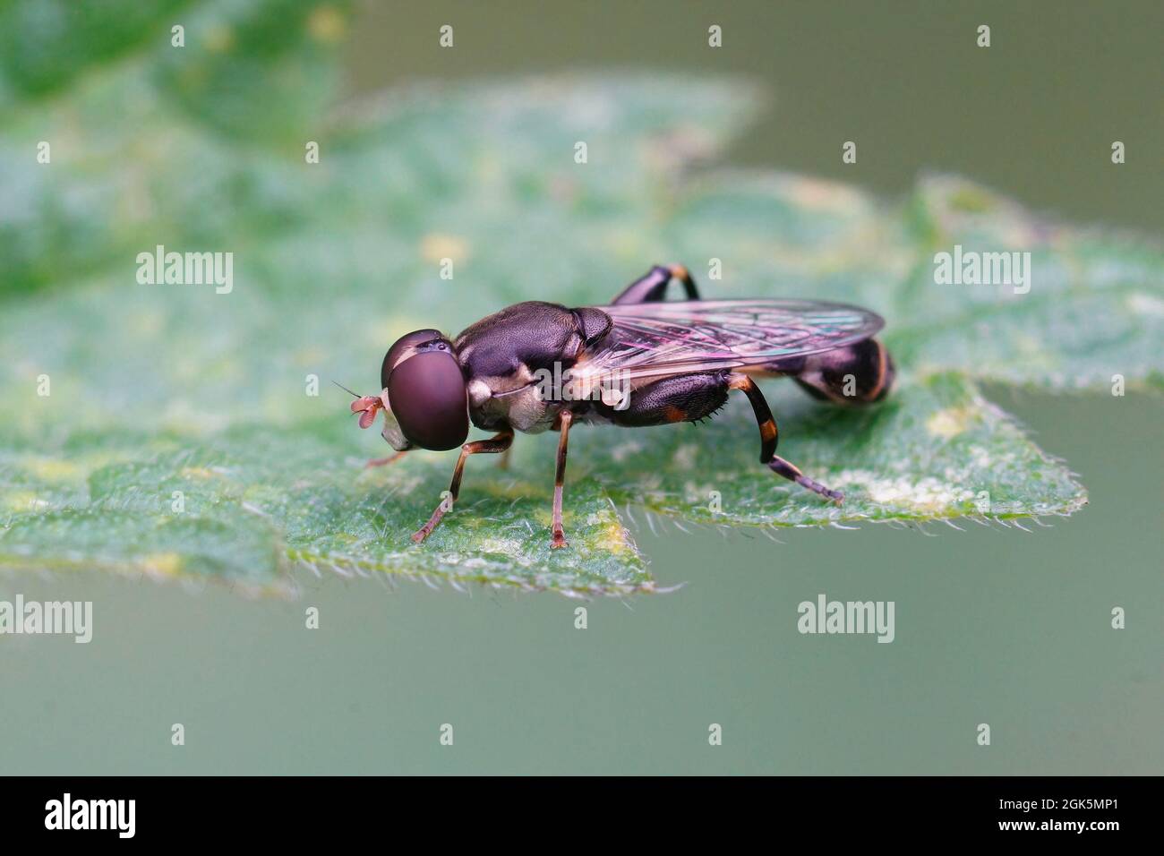 Gros plan sur un planque à pattes épaisses , Syritta pipipiens Banque D'Images