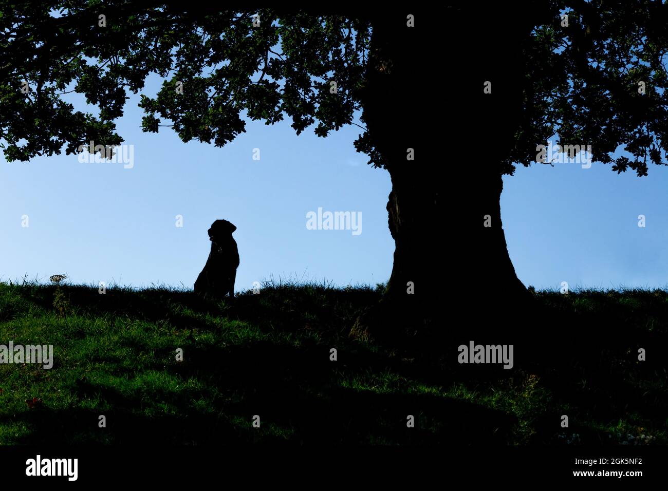 Un Labrador noir assis sous un vieux chêne anglais. La forme du chien est silhouetée contre le ciel. Banque D'Images