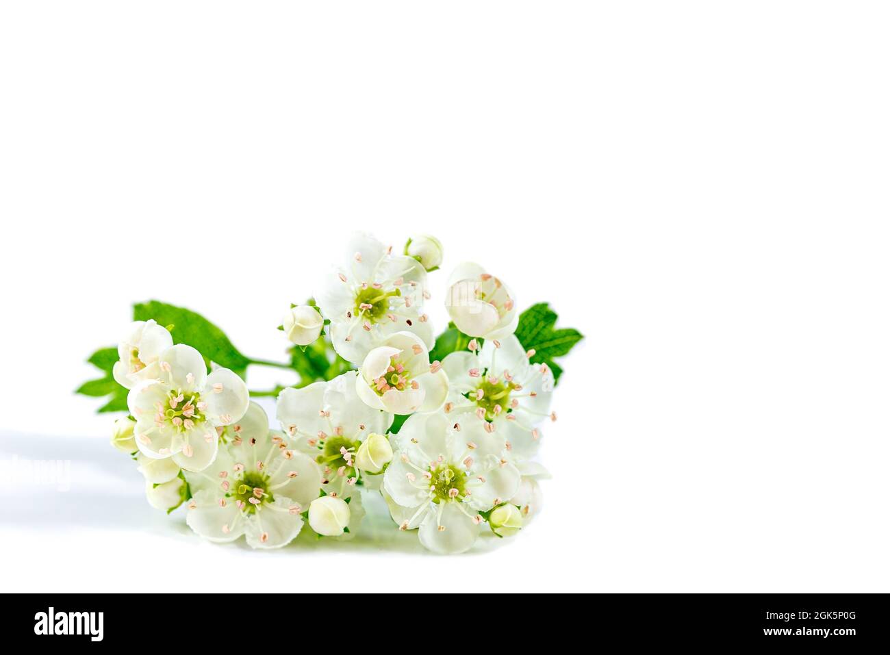 Gros plan d'une tige de fleur blanche isolée sur fond blanc. Banque D'Images