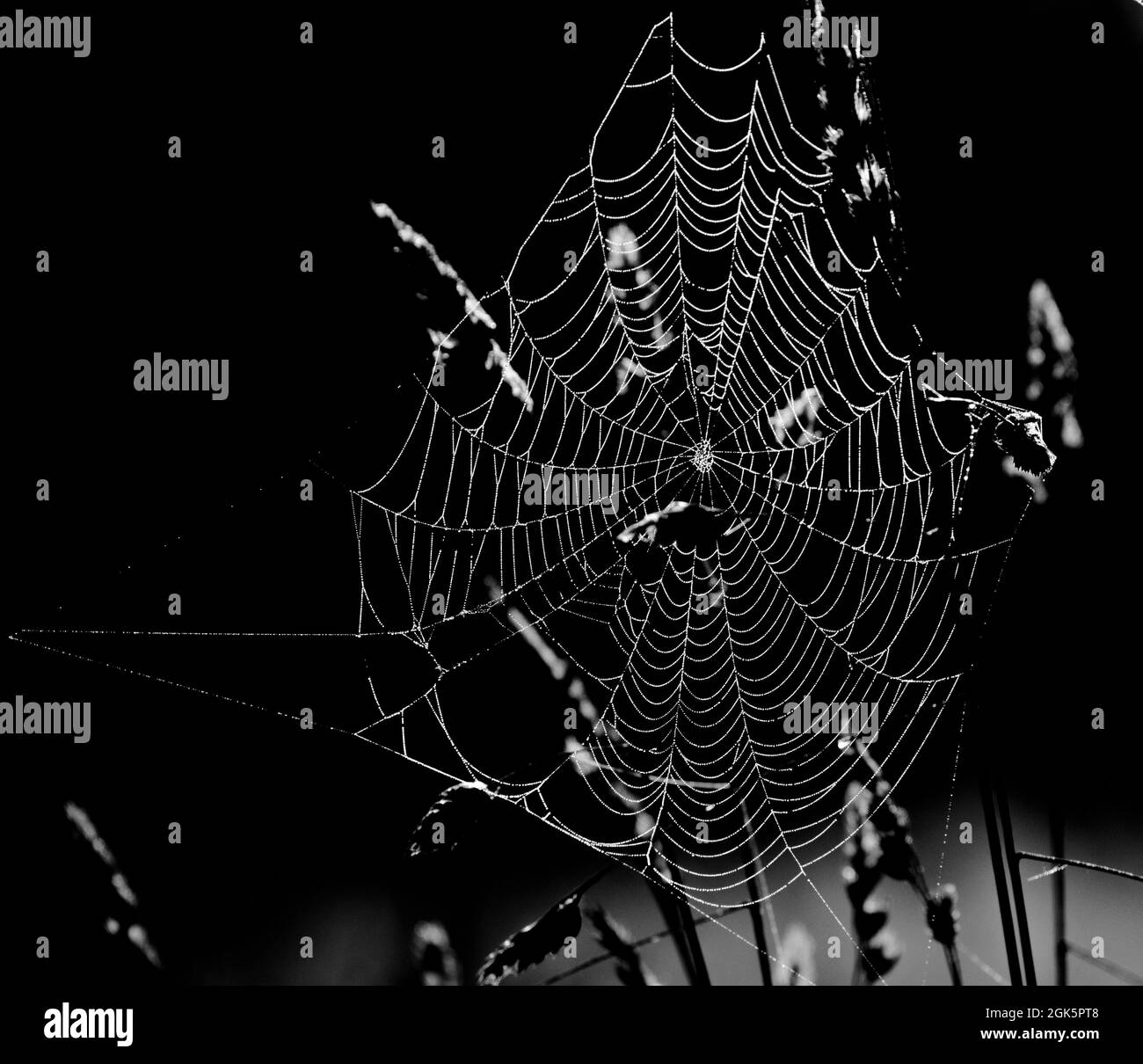 Une toile d'araignées en monochrome. Banque D'Images