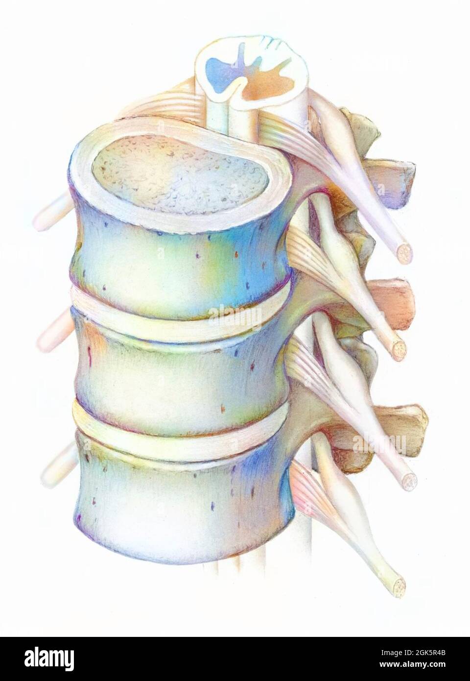 Colonne vertébrale : vertèbre lombaire et moelle épinière. Banque D'Images