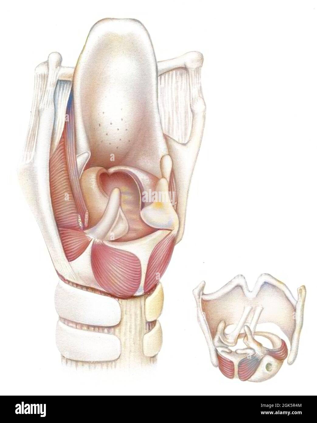 Vue postérieure du larynx et des cordes vocales (os, muscles, cartilages). Banque D'Images