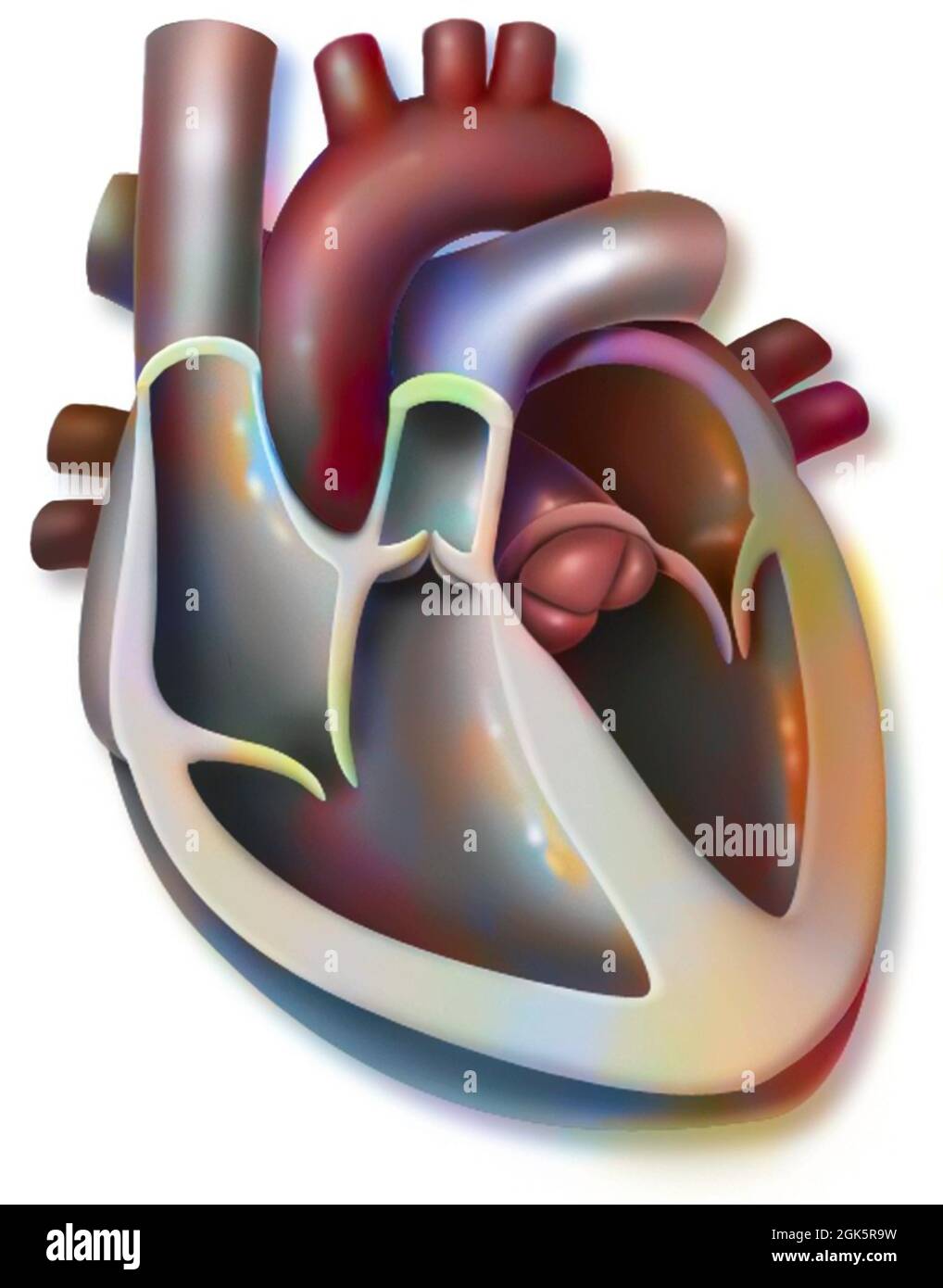 Anatomie du cœur dans la vue antérieure interne avec sang veineux et artériel. Banque D'Images
