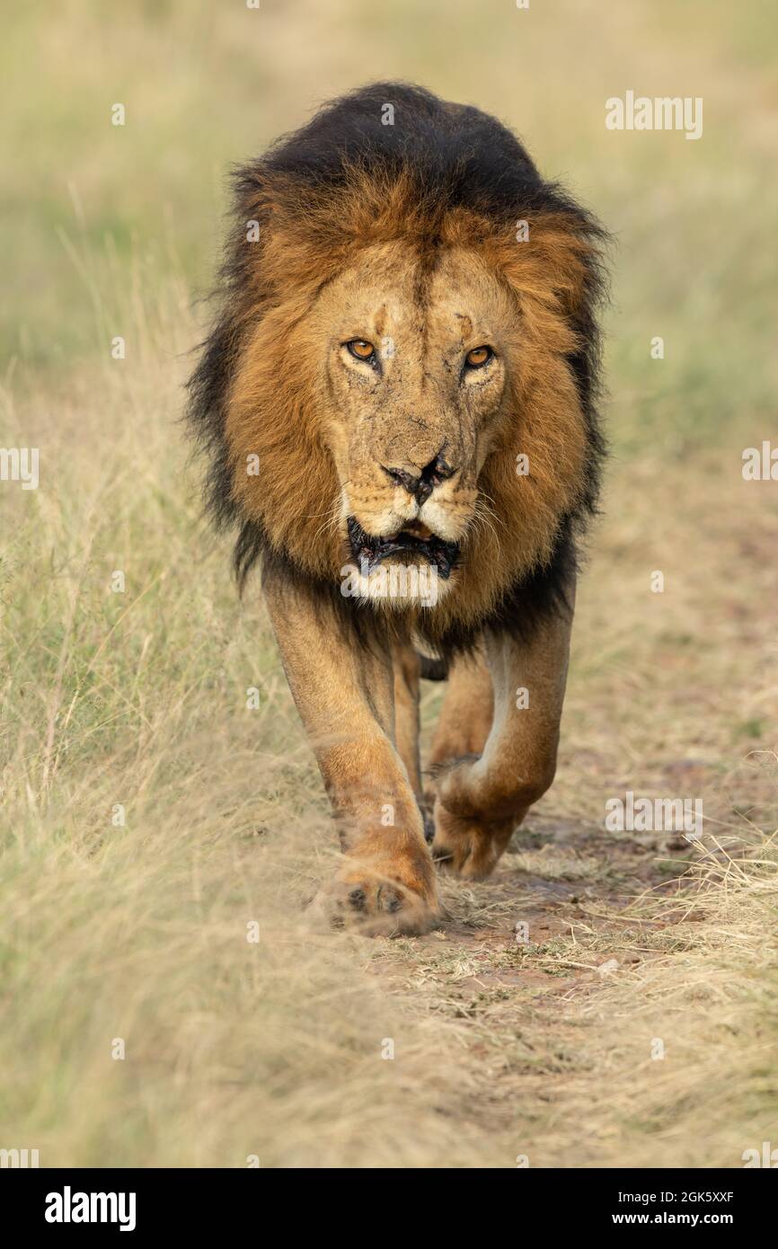 Un lion mâle adulte avec une manie noire marchant dans la savane de Masai Mara à la recherche de sa fierté. Banque D'Images