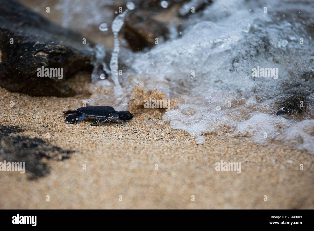 Les jeunes tortues de mer se rendent à l'océan lors d'une excavation à fort Hase Beach, base des Marines à Hawaï, le 10 août 2021. La faune et le paysage naturels sont une ressource précieuse pour la MBH et la population d'Hawaï, et nous prenons au sérieux notre rôle d'intendance qui consiste à protéger ces ressources. Banque D'Images